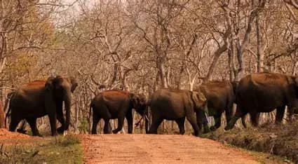 Bhandharpani Safari Zone