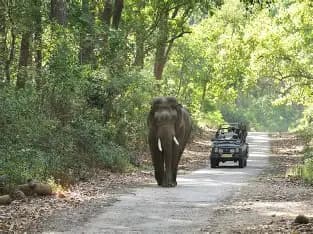 Bijrani Safari Zone