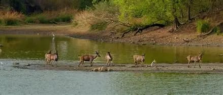 Durga Devi Safari Zone